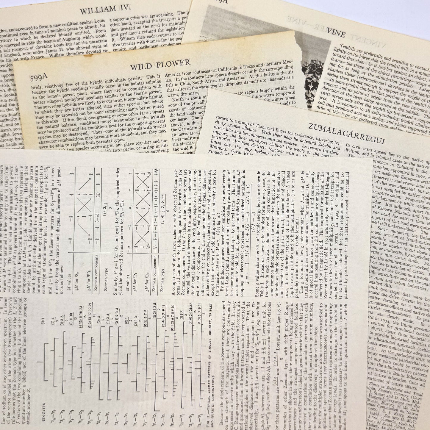 Encyclopedia Pages - 5 pages